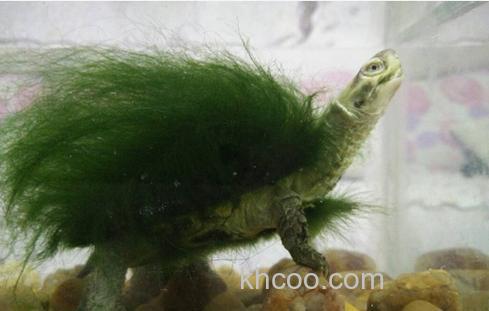 绿毛龟什么时候长毛