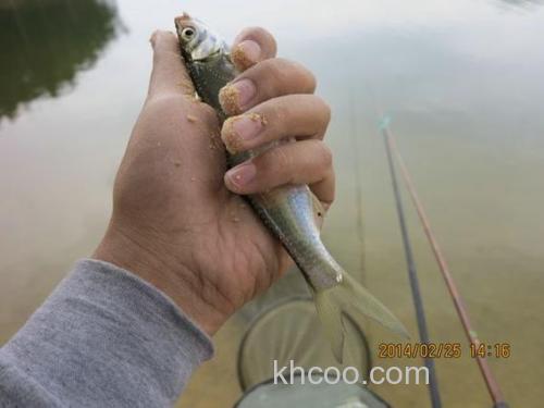 观洞水库春钓黄尾鲴[御龙氏]