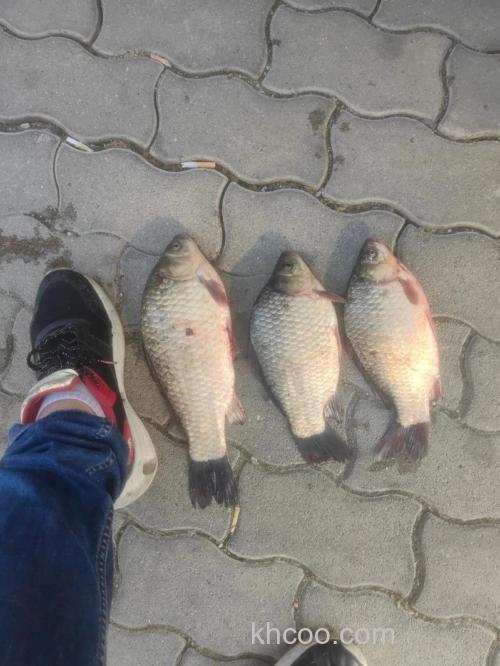 璧山水库矶竿钓鲫-鱼获不错