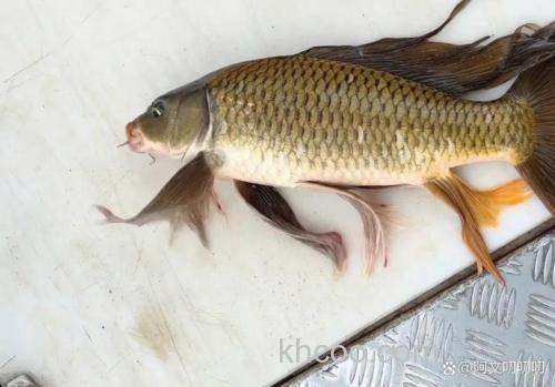 像草鱼又很细长的鱼？