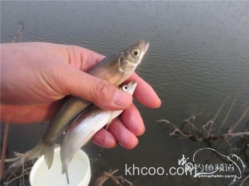 周王水库春钓攻略-鱼获翘嘴鲫鱼