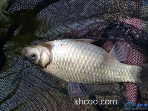 春季青云水库野钓大板鲫-鱼获颇丰