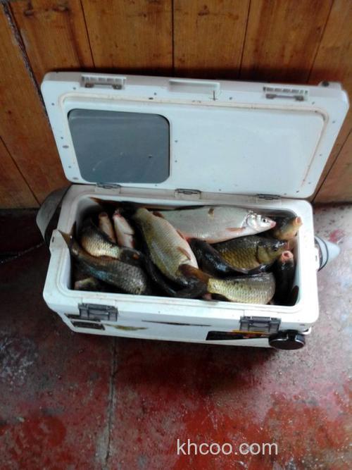 水府庙水库垂钓-大鲤大鲫齐齐上爆箱)