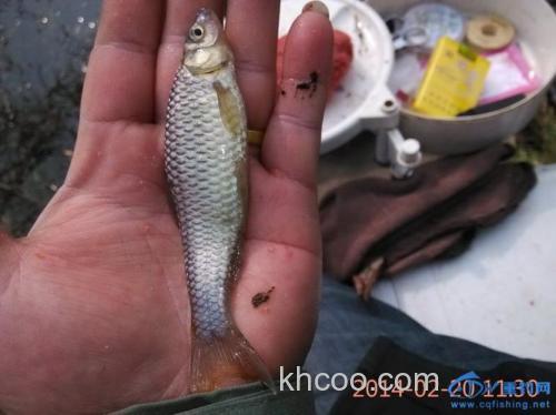 海之南水库擒鲫 艳遇白富美