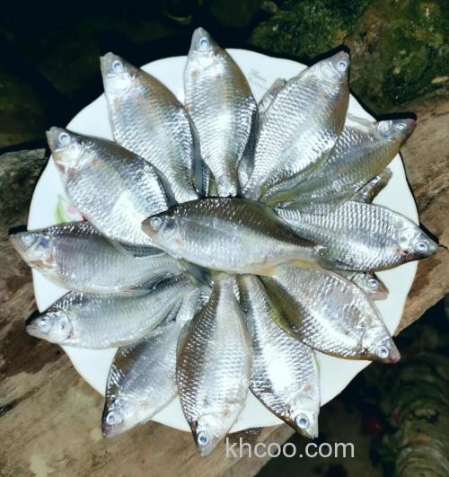 多少度麦穗不会闹窝？