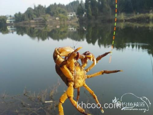 黑龙凼水库钓参-鲫鱼螃蟹拉上岸[闲了才钓鱼]