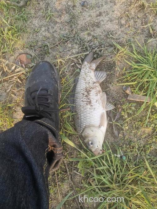 水库台钓鲫鱼为什么经常收获不佳