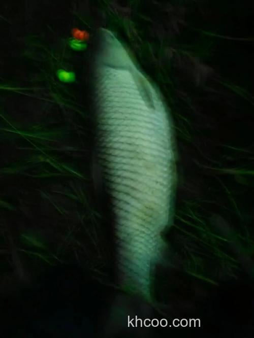 仲秋夜钓草鱼钓底还是钓浮？