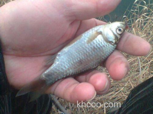 峄县隐士，水库低温小钓鲫鱼