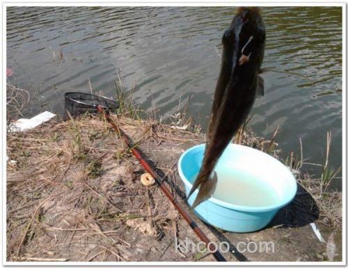 漂好难调，惠东皇田水库春钓鲮鱼