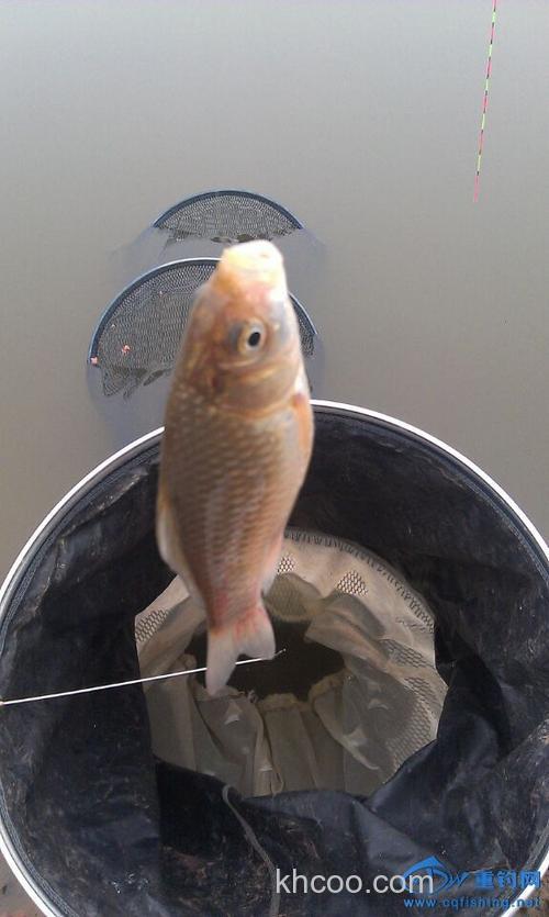 沙坪松玉水库 说走就走的钓行[蛮蛮日记]