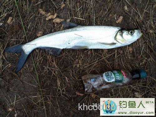 马年忆钓之冬钓鲁班水库收获颇丰