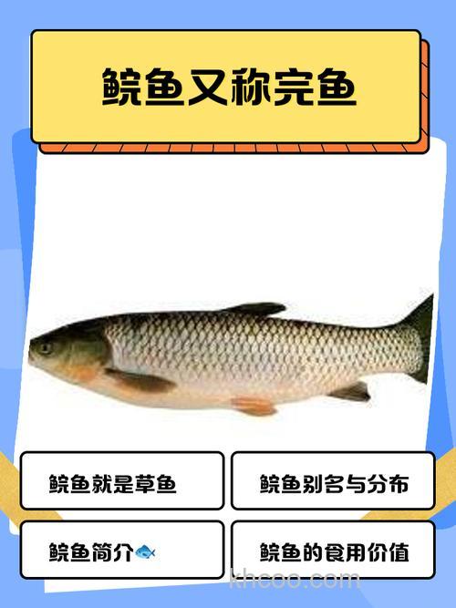 一款钓草鱼铒，可其中一个不知道是什么,哪位指点下谢谢