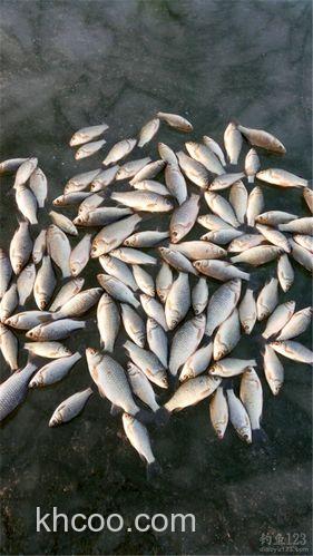 冬季北方水库冰钓用红虫钓大鲫鱼[白鳍豚]