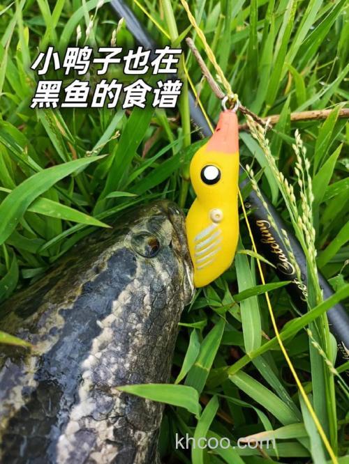 小黄鸭饵料哪款适合野钓？