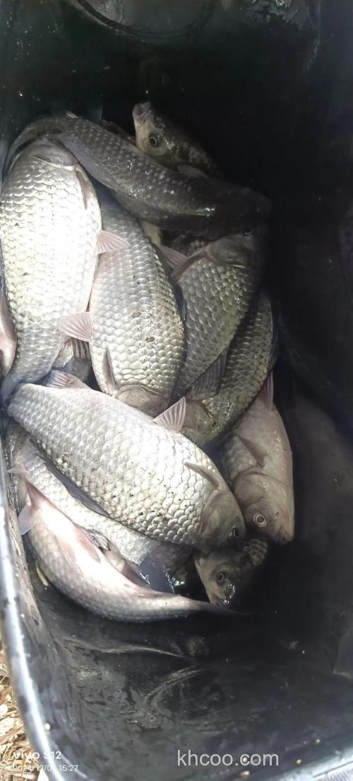 请教 肥水塘大板鲫怎么也钓不上来