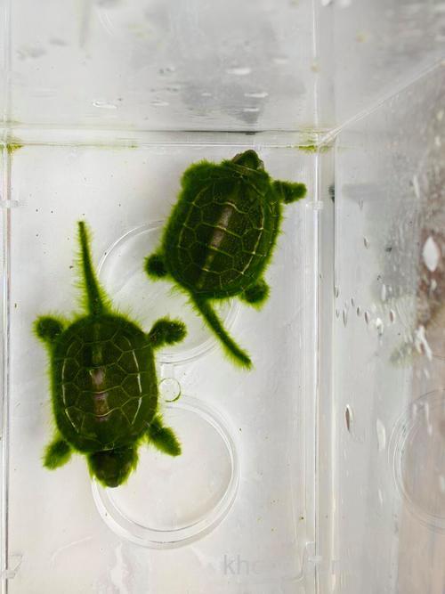 绿毛龟为什么长毛？