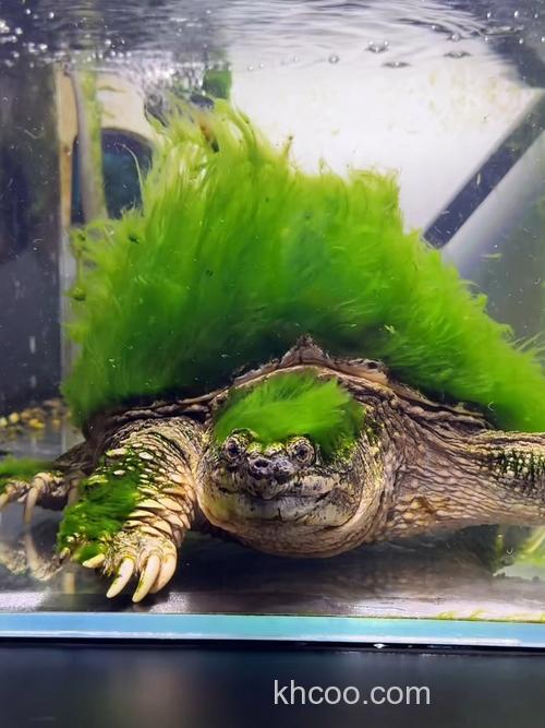 绿毛龟晒不晒太阳？