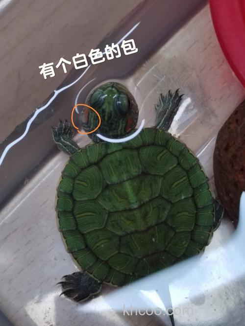 巴西龟生病了！