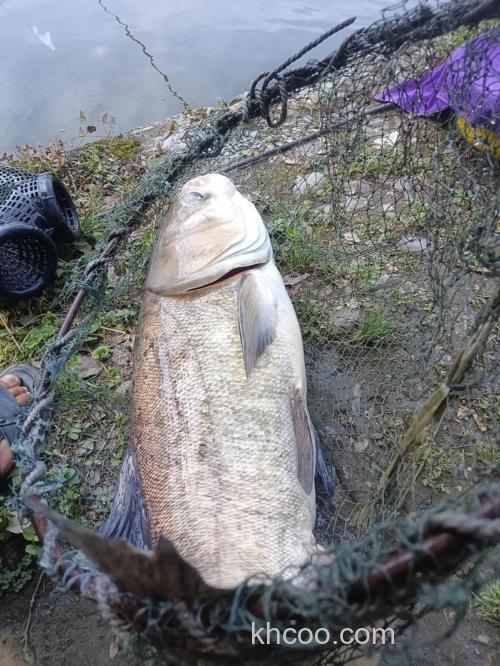 39度高温能钓花鲢吗？