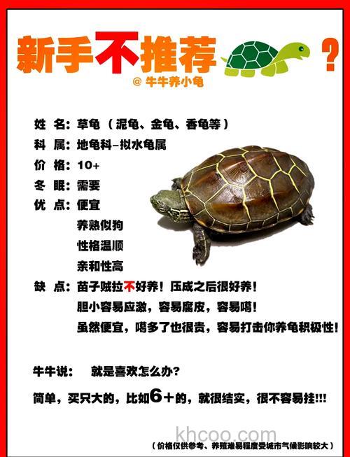 市场买的龟怎么养活？