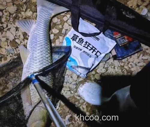 小麦发芽钓草鱼好吗？