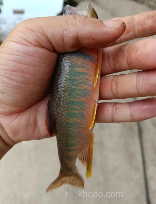 野钓马口钓半水还是钓底？