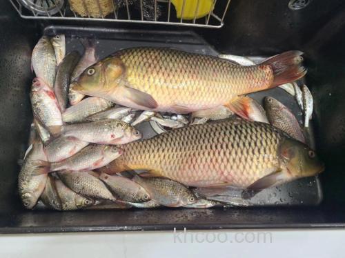 什么食钓鲤鱼最好