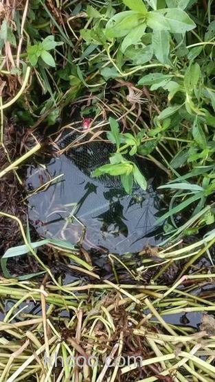 猪肝钓黄鳝效果如何？