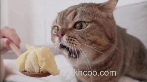 猫咪能闻榴莲吗？