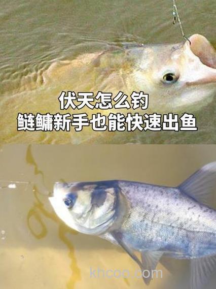 伏天怎么钓鲢鳙？