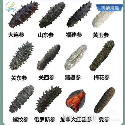 威海塔岛湾海参是野生的吗？