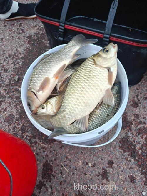 野钓鲫鱼有什么打窝比较好？