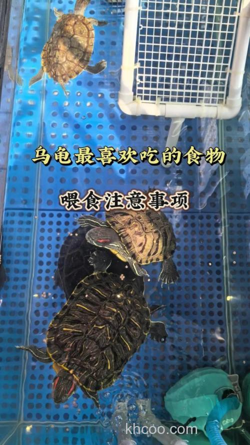 红耳龟喜欢吃什么？