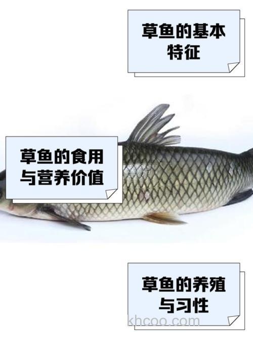 求助!全是大草鱼就是不开口？