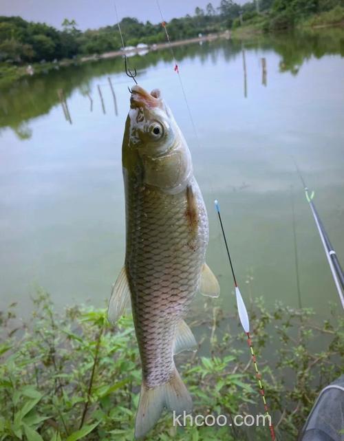 钓草鱼的独特新钓法，上鱼太快