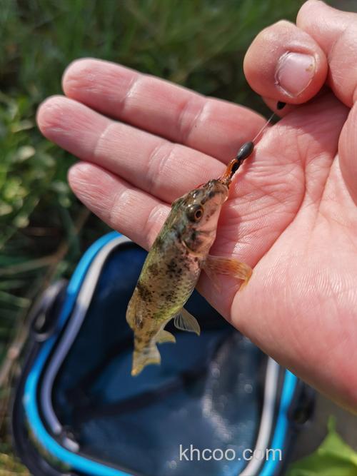 趴地虎的鱼学名叫什么？