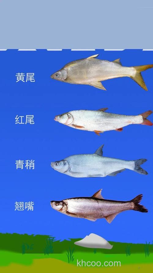 青稍和翘嘴怎么区分?