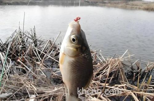 鱼口很好突然停口什么原因？