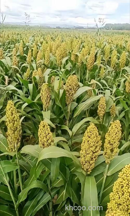 北方的经济作物有哪些？