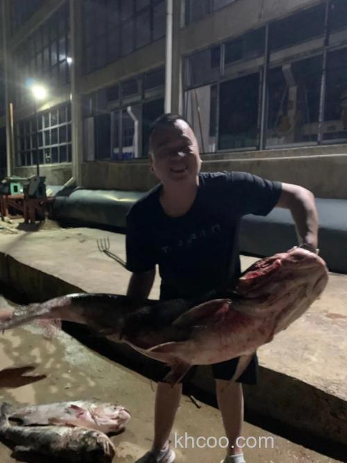 怎样捉噘嘴鲢鱼？