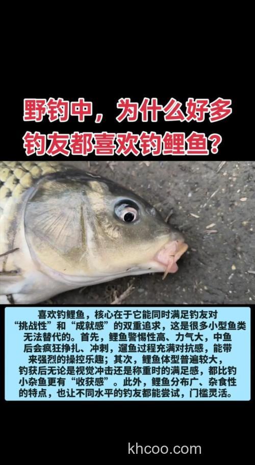 为什么这么多人喜欢钓鲤鱼？