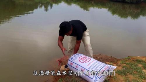 酒糟可以直接喂鱼吗？