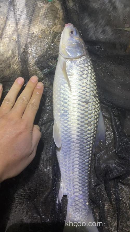 大麦鲮用什么料钓？