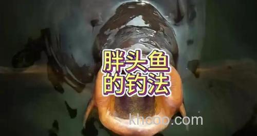 钓胖头鱼的最佳时间是什么时候？