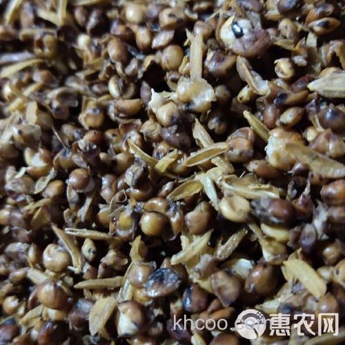 高粱酒糟打窝注意事项？