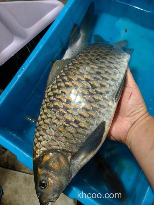 怪不得鳊鱼比鲫鱼好钓