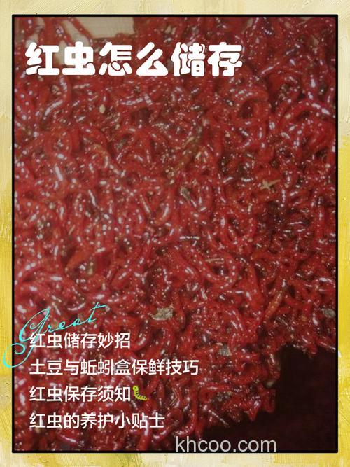 红虫怎么养才能不死？试试这种茶叶饲养法