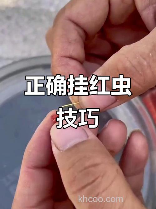 红虫钓鱼怎么挂钩？纯红虫拉饵法