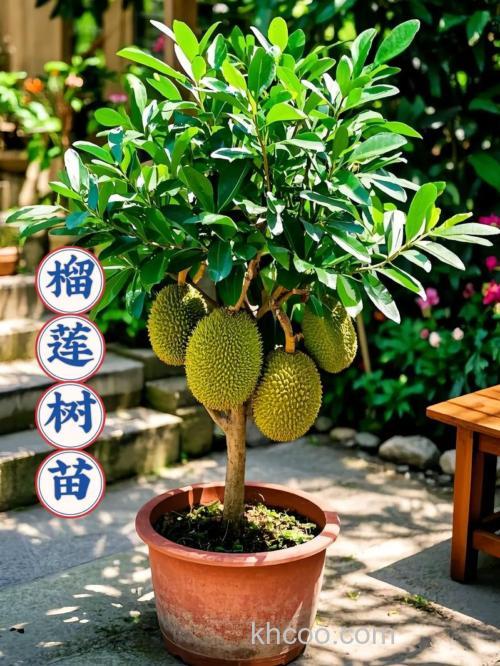 榴莲是哪的植物？